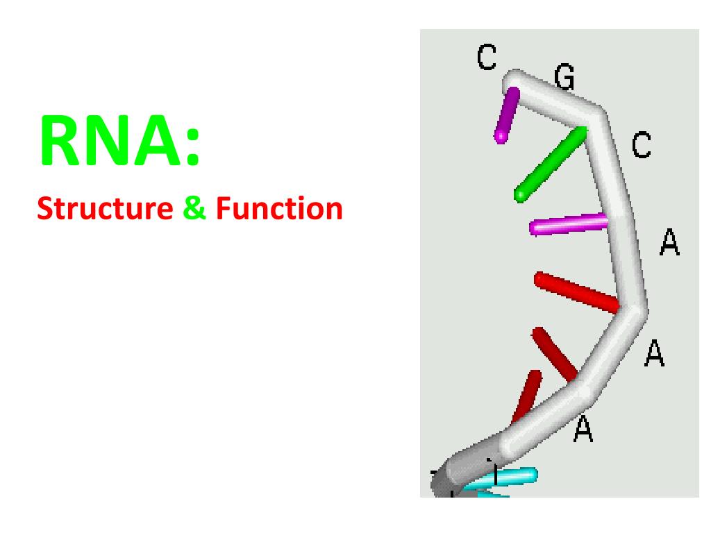 PPT RNA Structure & Function PowerPoint Presentation, free download ID6390651