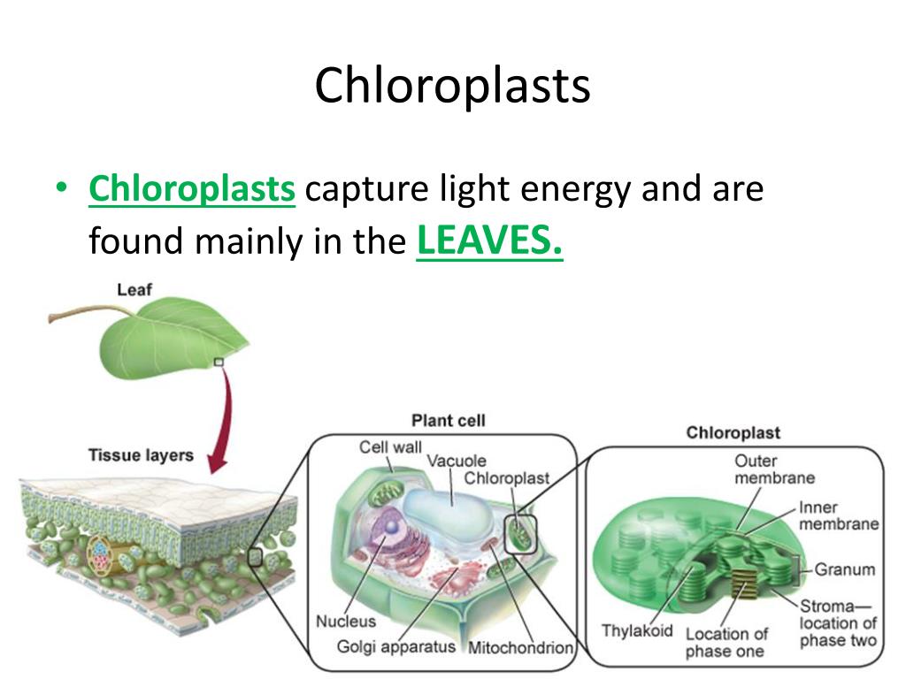 PPT 8.2 Photosynthesis PowerPoint Presentation, free download ID