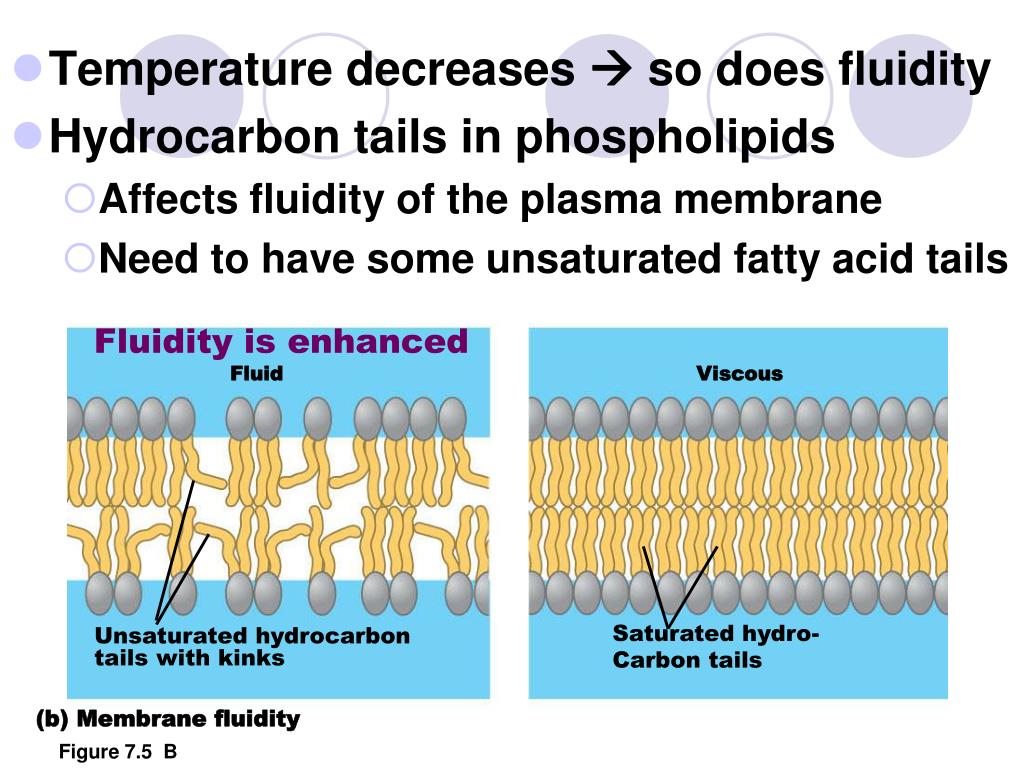 PPT Chapter 7 PowerPoint Presentation, free download ID6402527