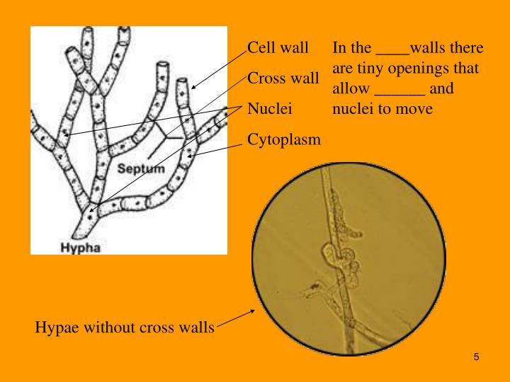 PPT THE KINGDOM FUNGI OBJECTIVES 21.1 Identify the defining