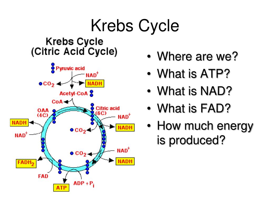 How Many Atp Are Synthesized In Krebs Cycle at Patrick Mahn blog