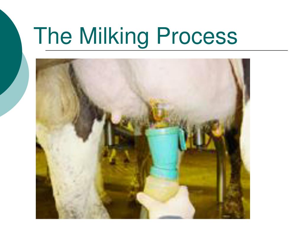 PPT Dairy Cattle PowerPoint Presentation, free download ID6408377