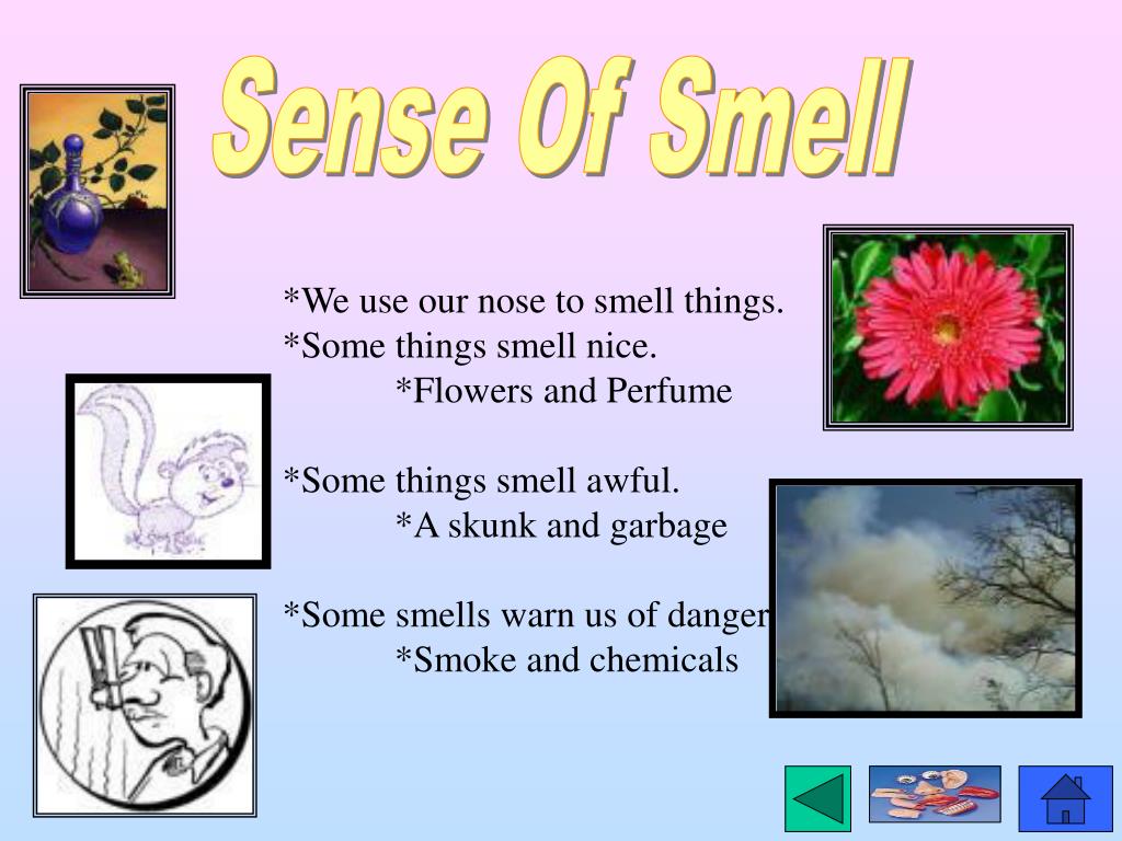 PPT The Five Senses PowerPoint Presentation, free download ID6408429