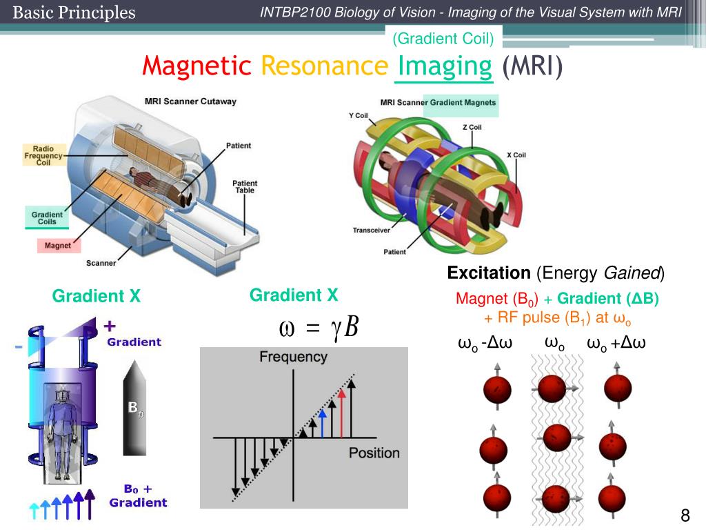 PPT INTBP2100 Biology of Vision Imaging of the Visual System with