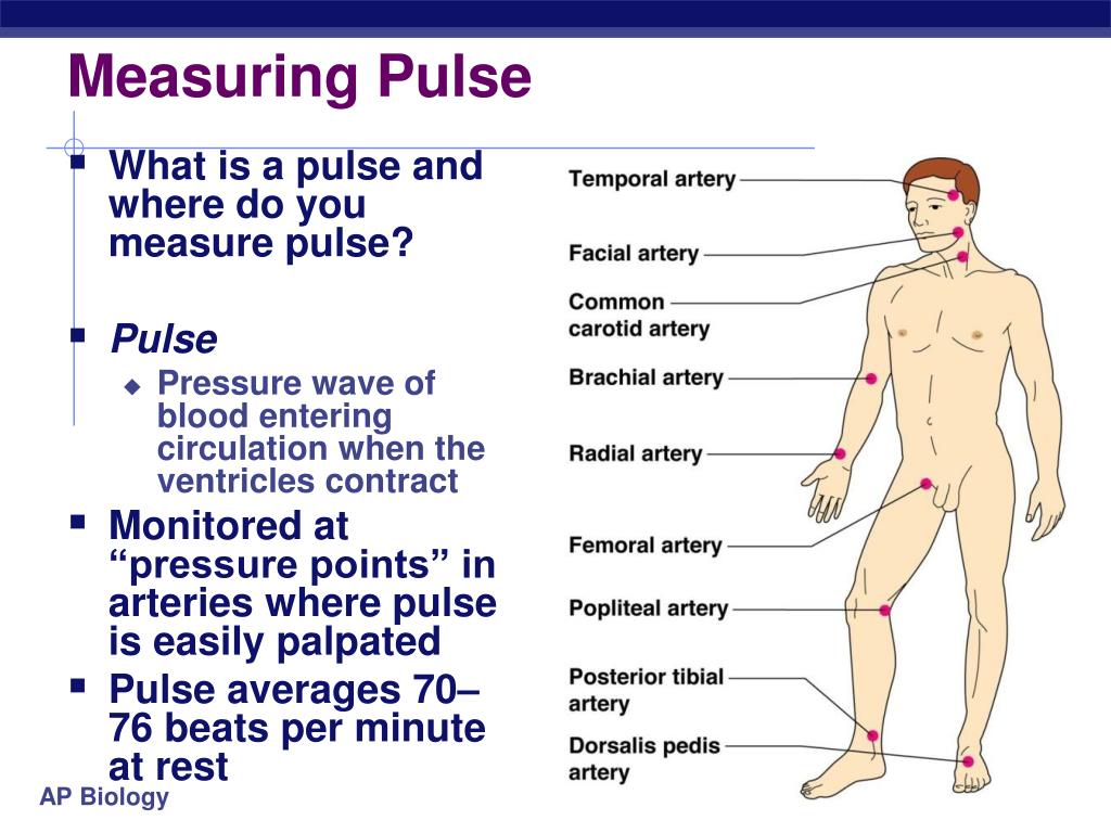 PPT BR Explain the connection between the cardiovascular system and