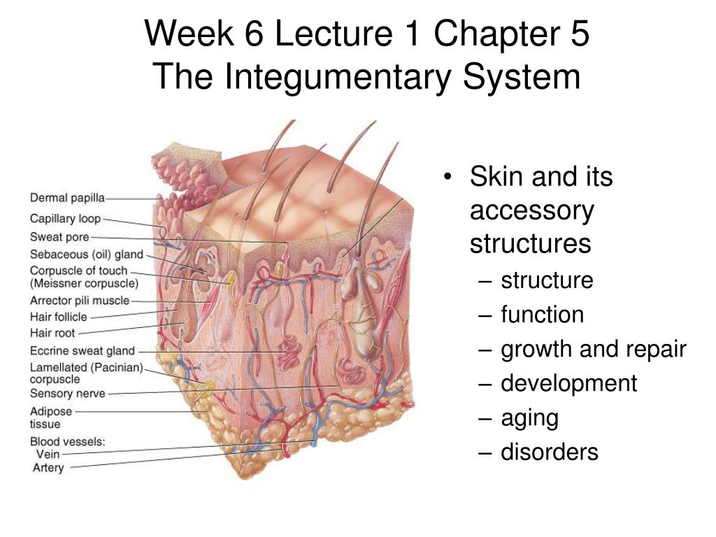 PPT Week 6 Lecture 1 Chapter 5 The Integumentary System PowerPoint
