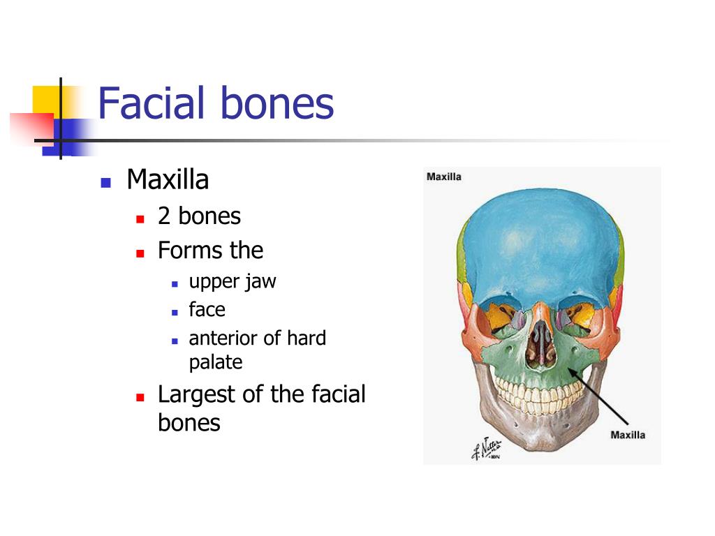 PPT Chapter 7 Bones of the Cranium PowerPoint Presentation, free
