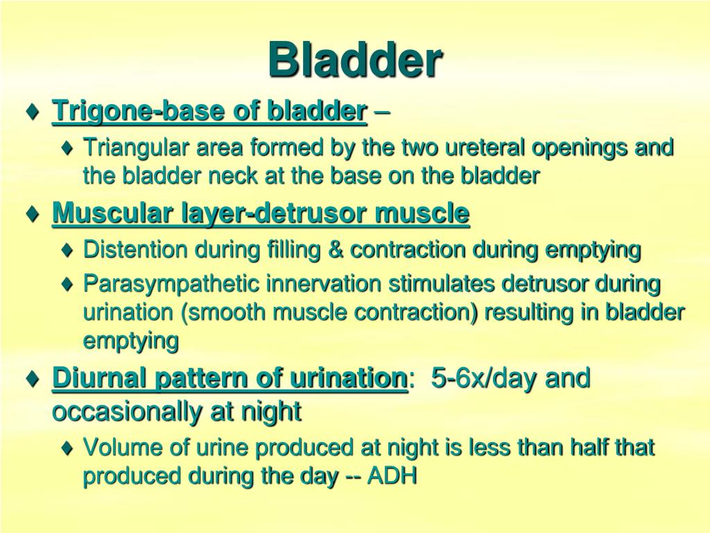 PPT Lower Urinary Tract Problems PowerPoint Presentation, free