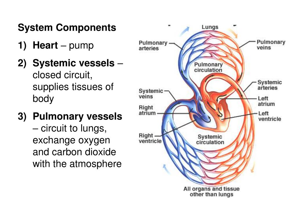 PPT Circulatory System Blood vessels Arteries Capillaries Veins Heart