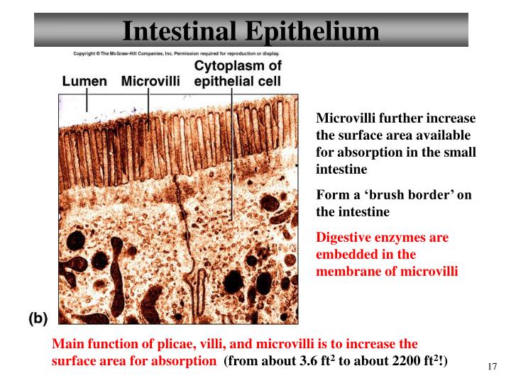 PPT Chapter 23 Digestive System Lecture 11 PowerPoint Presentation