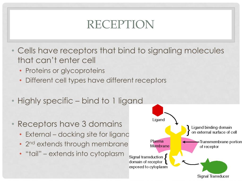 PPT Cell Signaling PowerPoint Presentation, free download ID6454503