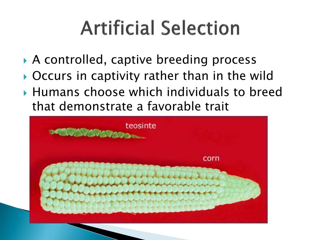 PPT Natural and Artificial Selection PowerPoint Presentation, free