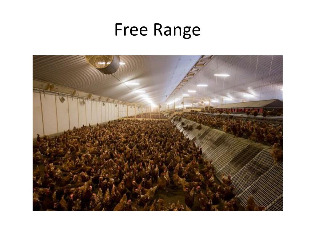 PPT High Quality Foods PowerPoint Presentation, free download ID