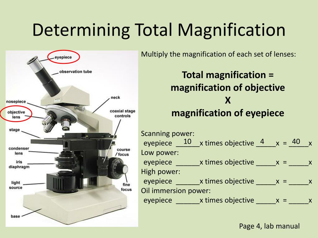 PPT Using the Microscope PowerPoint Presentation, free