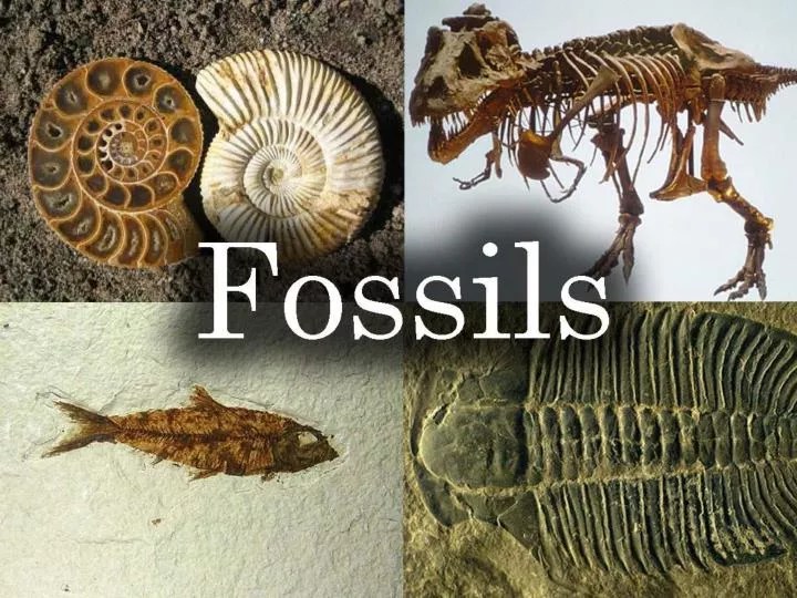 PPT The Fossil Record PowerPoint Presentation, free download ID6508254