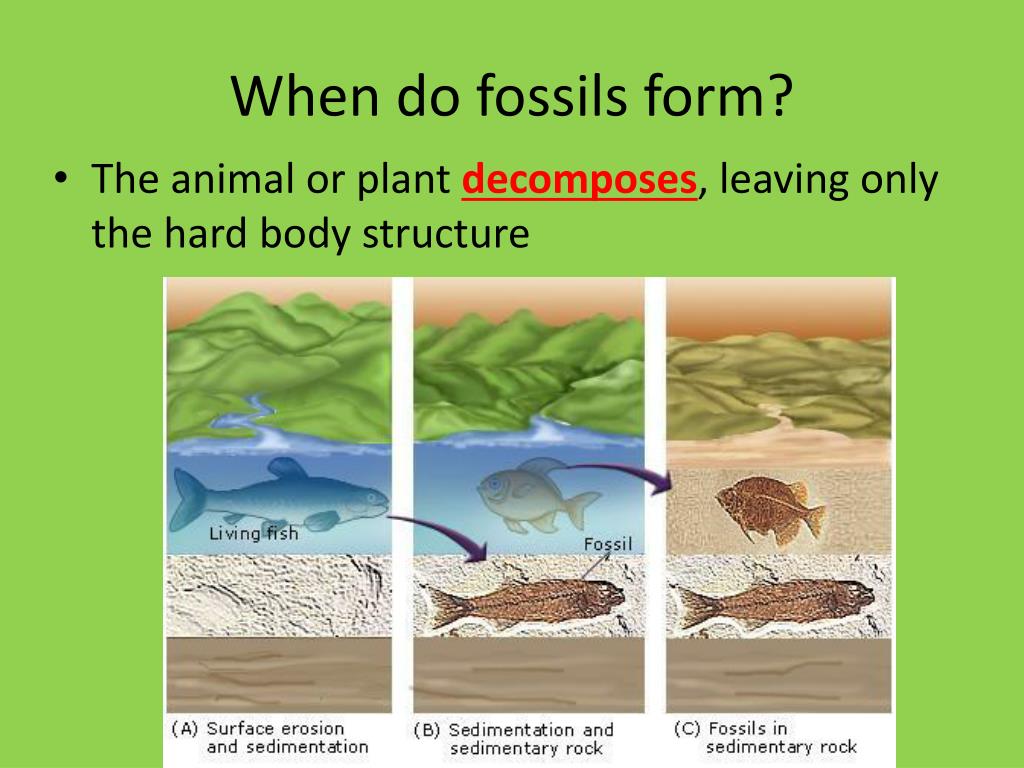 PPT The Fossil Record PowerPoint Presentation, free download ID6508254