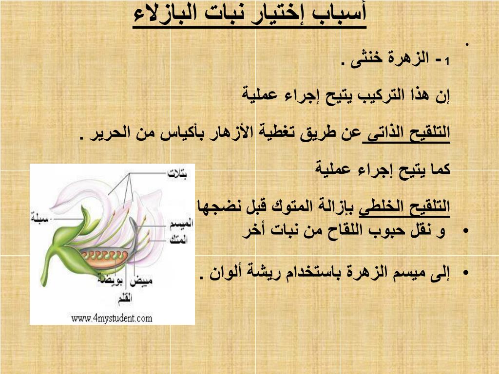 PPT الوراثــــــــة المندلية PowerPoint Presentation