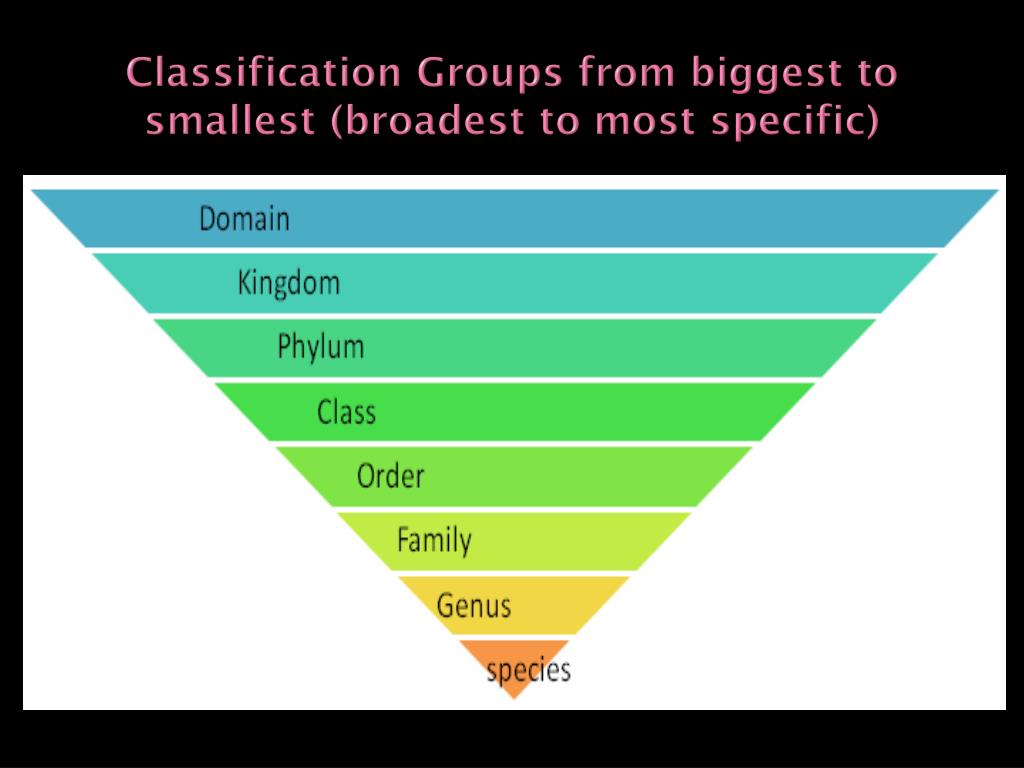PPT Classification PowerPoint Presentation, free download ID6511454