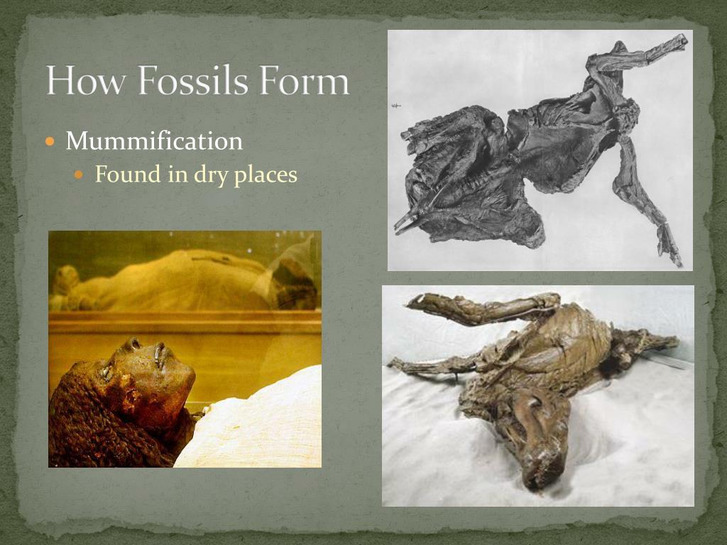 PPT The Fossil Record PowerPoint Presentation, free