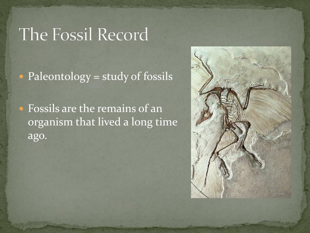 PPT The Fossil Record PowerPoint Presentation, free download ID6514112