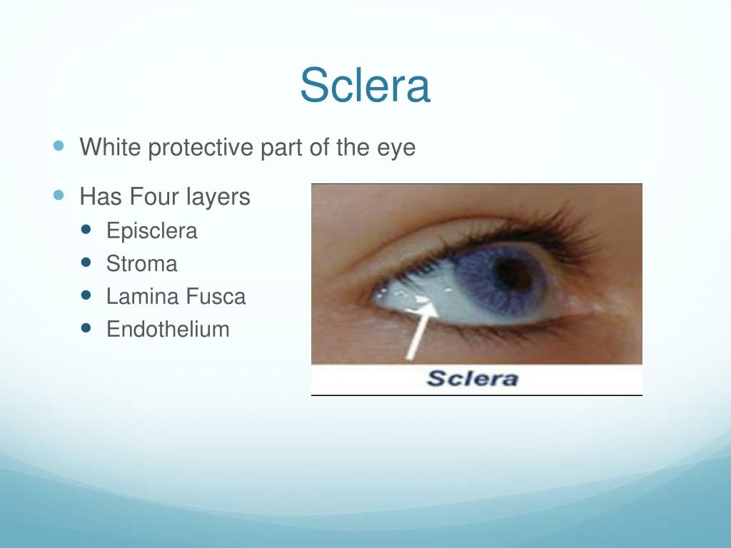 PPT The Eye PowerPoint Presentation, free download ID6517804