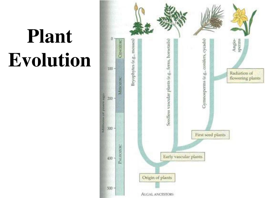 PPT Plant Evolution PowerPoint Presentation, free download ID6518644