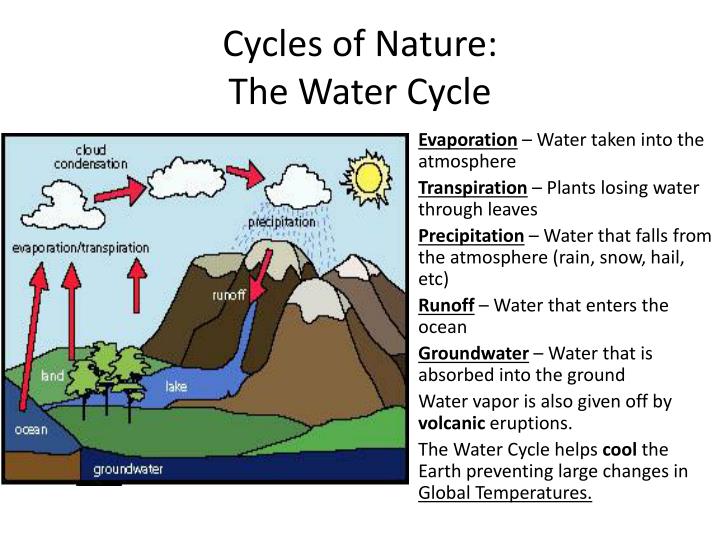 PPT Ecology Energy Flow and Nutrient Cycles PowerPoint Presentation