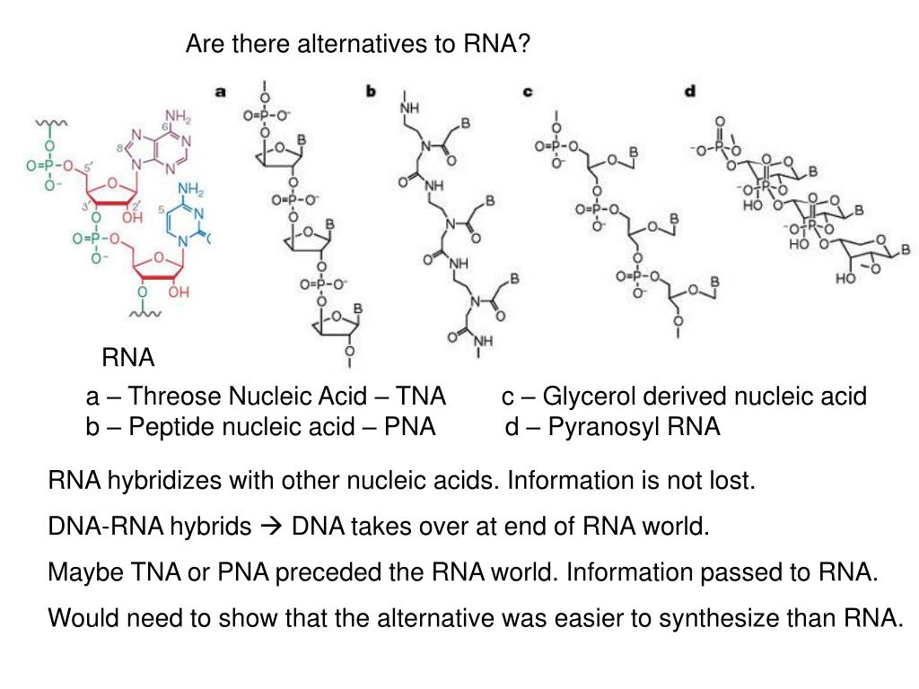 PPT RNA World PowerPoint Presentation, free download ID6524270