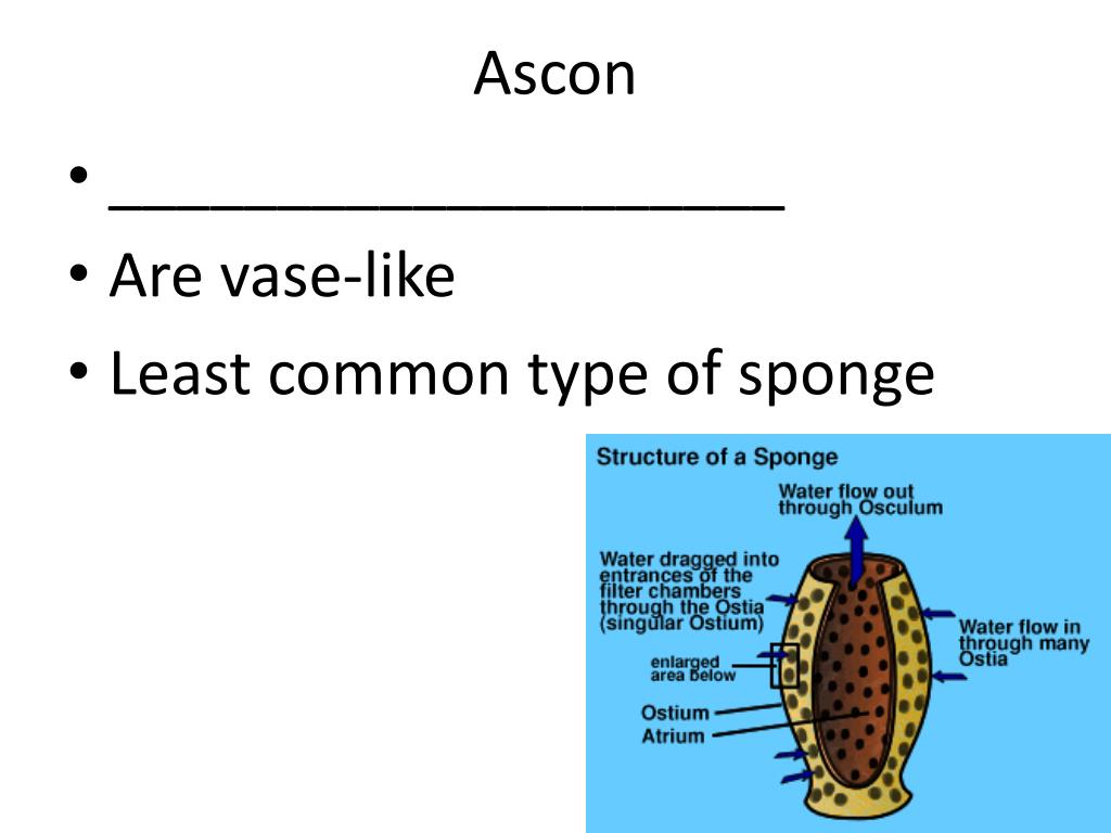 PPT Phylum Porifera PowerPoint Presentation, free download ID6525550