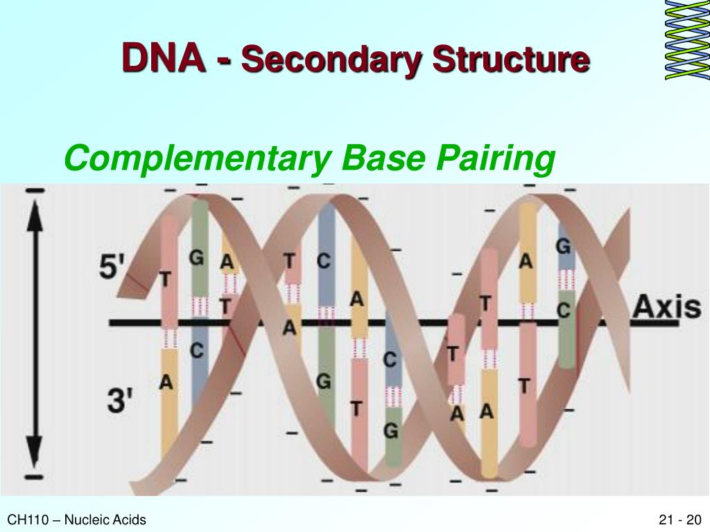 PPT Nucleic acids PowerPoint Presentation, free download ID6528925