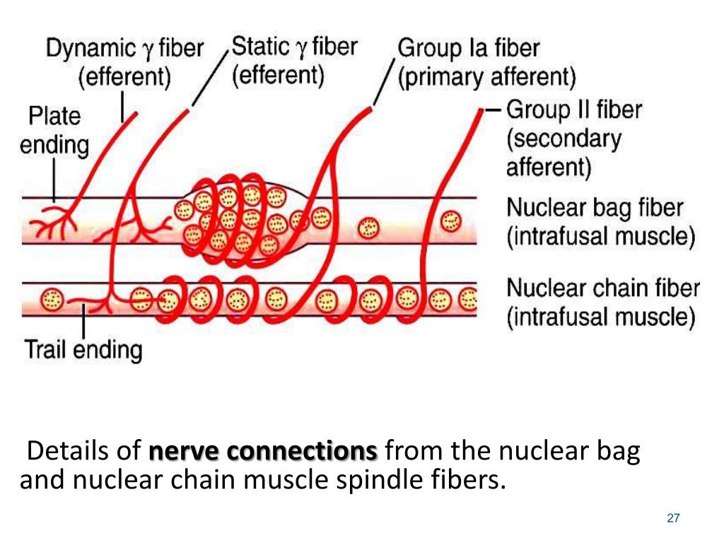 PPT گیرنده های حسی پیکری PowerPoint Presentation, free download ID