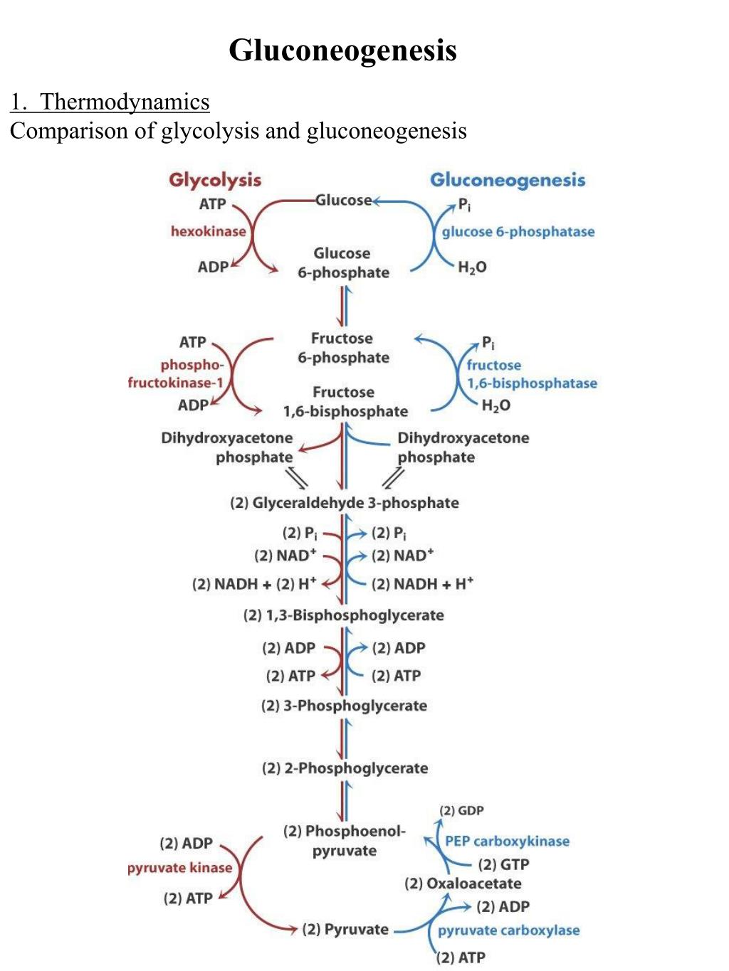 PPT - Gluconeogenesis PowerPoint Presentation, free download - ID:6529880