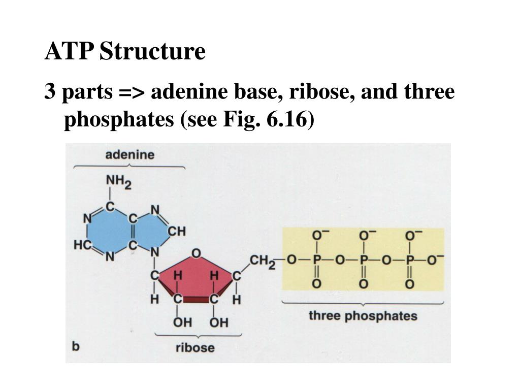 PPT ATP (adenosine triphosphate) PowerPoint Presentation, free download ID6529946