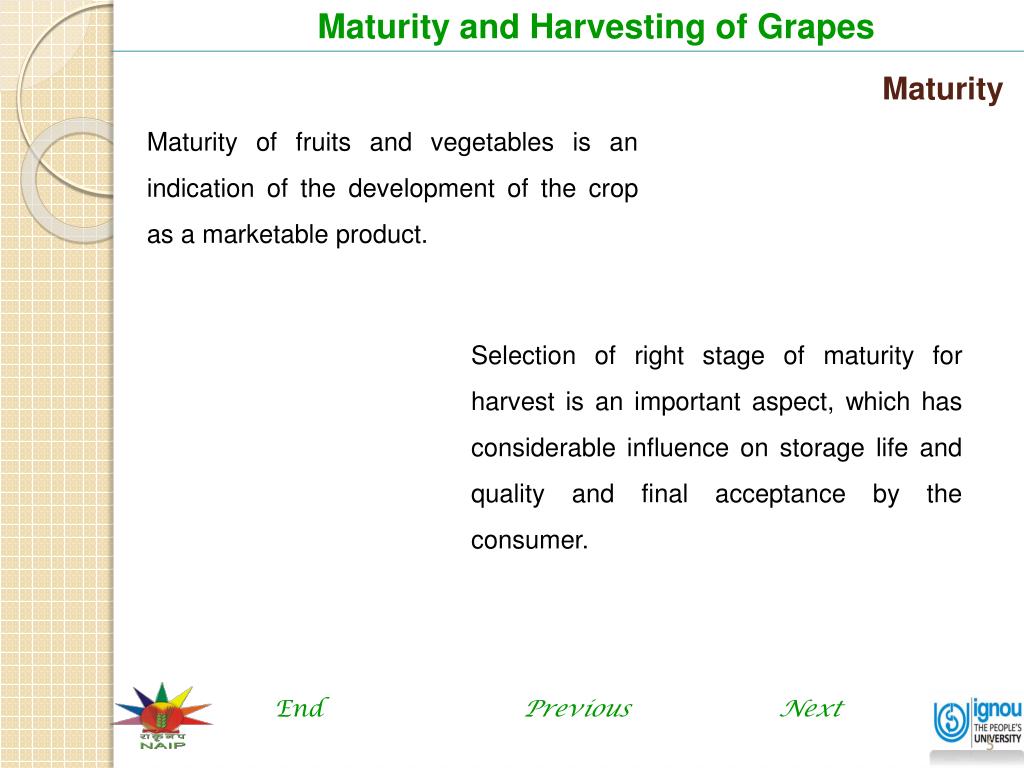 PPT Maturity and Harvesting of Grapes PowerPoint Presentation, free download ID6534338