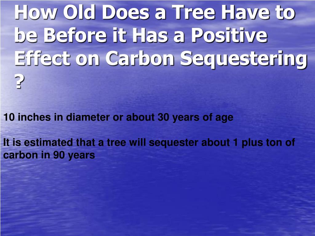 PPT What Do People See When They Look At Trees ? PowerPoint