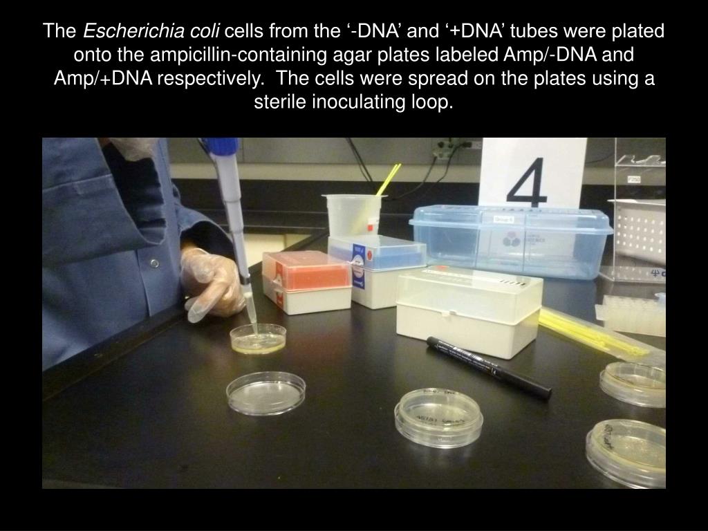 PPT The inverted plates were incubated in the 37 o C incubator