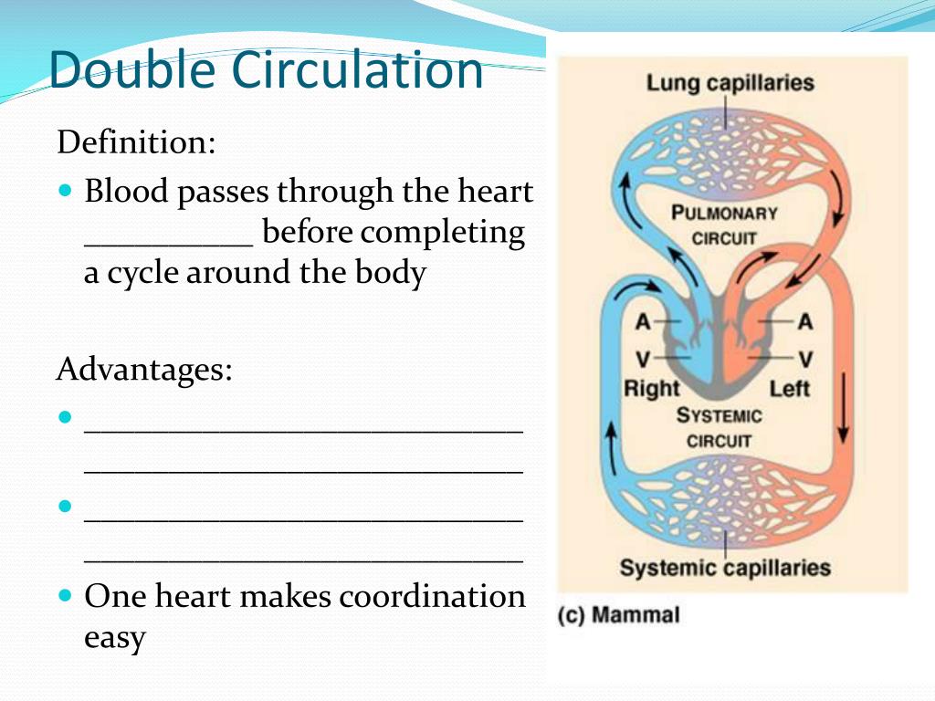PPT Circulatory System and Gas Exchange PowerPoint Presentation, free
