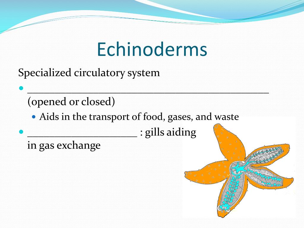 PPT Circulatory System and Gas Exchange PowerPoint Presentation, free