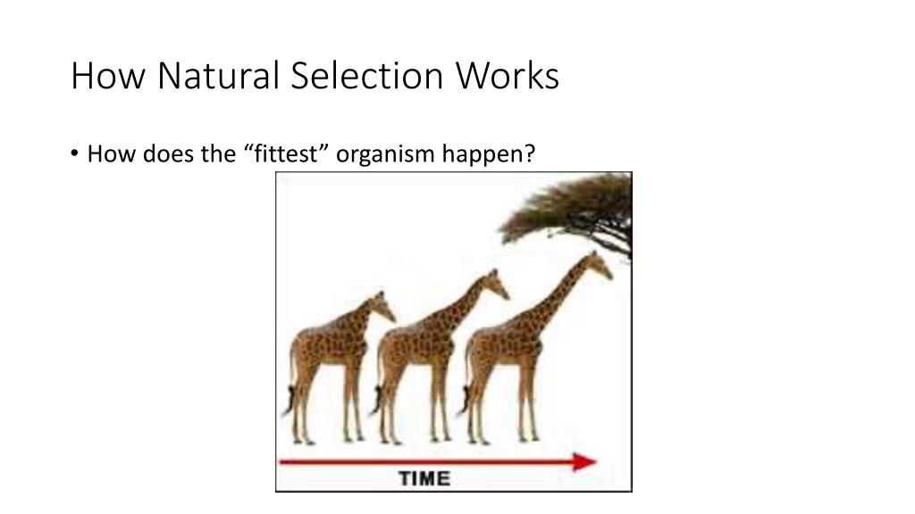PPT How Natural Selection Happens PowerPoint Presentation, free