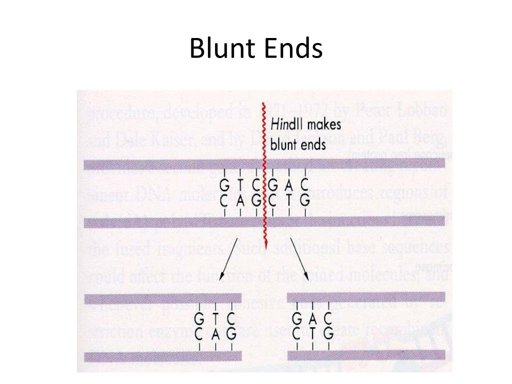 PPT Nucleic Acid PowerPoint Presentation, free download ID6557092