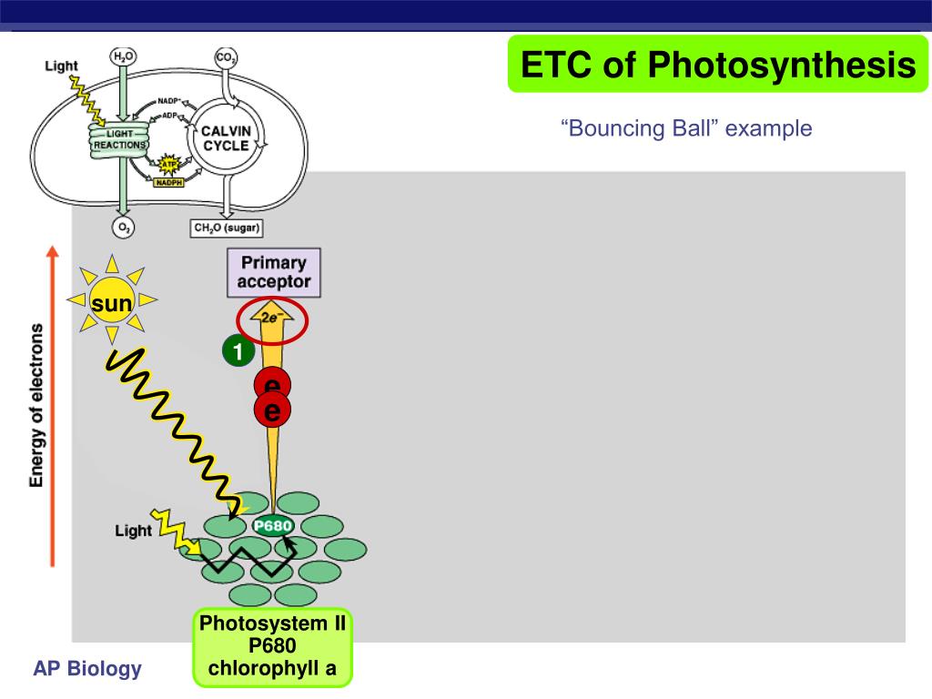 PPT Pigments of photosynthesis PowerPoint Presentation, free download