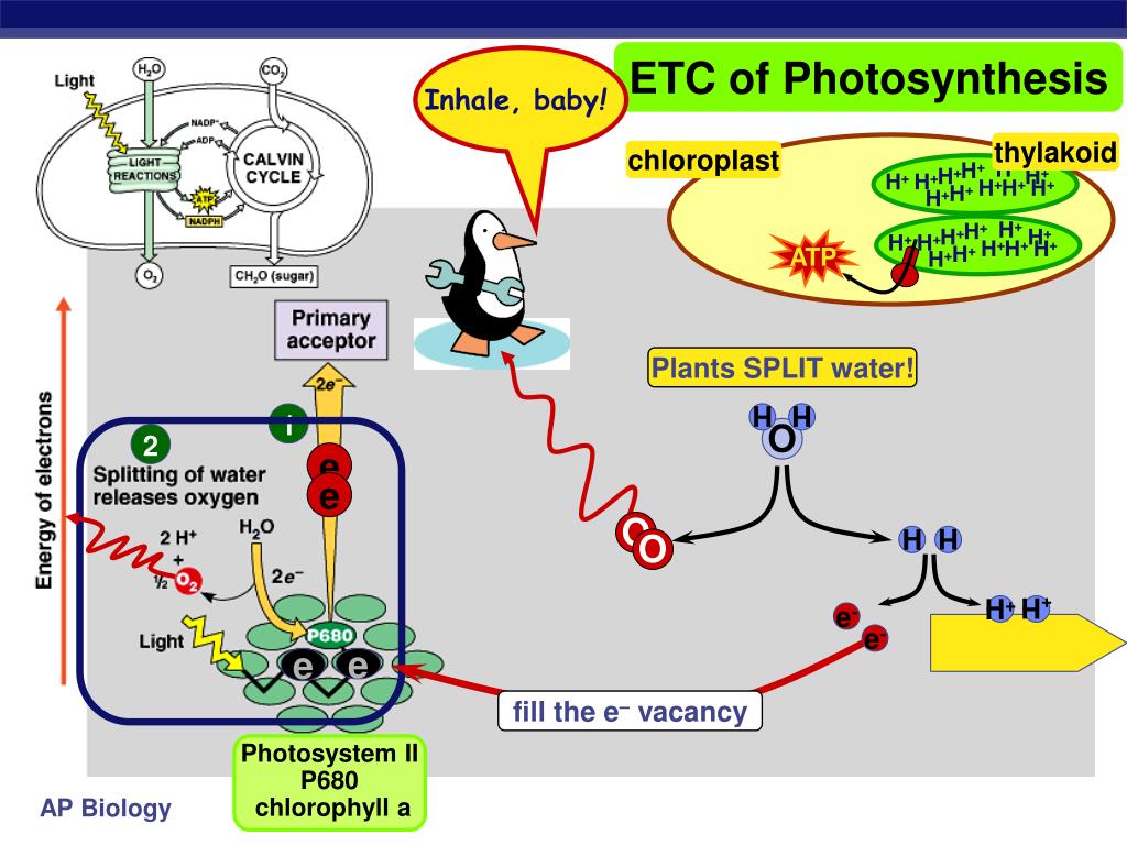 PPT Pigments of photosynthesis PowerPoint Presentation, free download