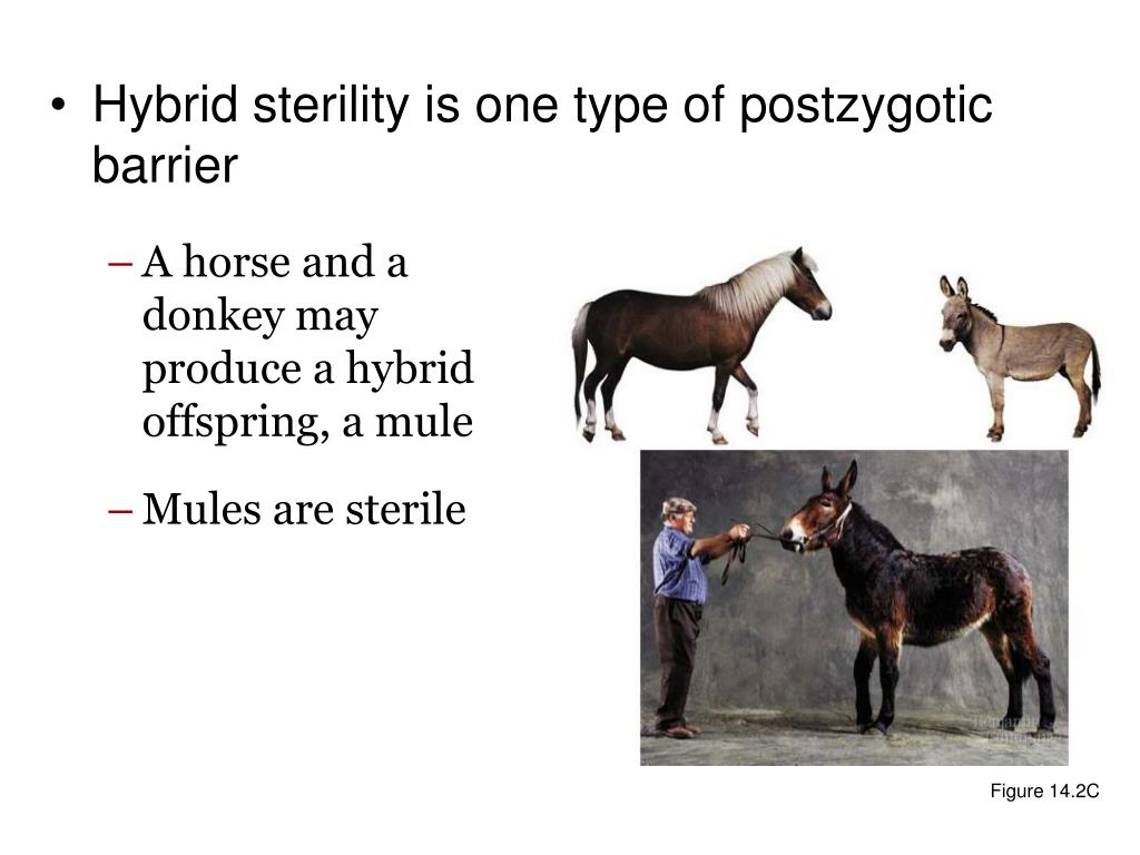 What Is The Relative Fitness Of A Sterile Mule All Photos Fitness