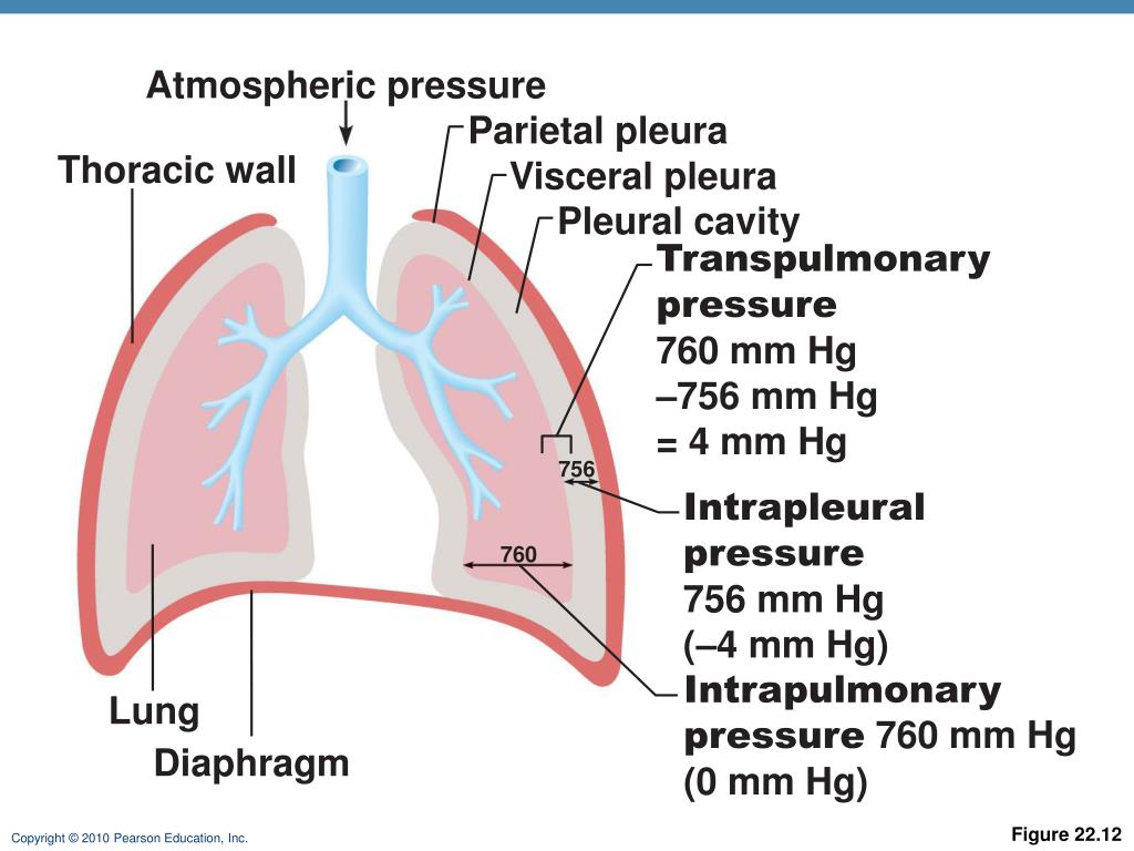 PPT THE RESPIRATORY SYSTEM PowerPoint Presentation, free download