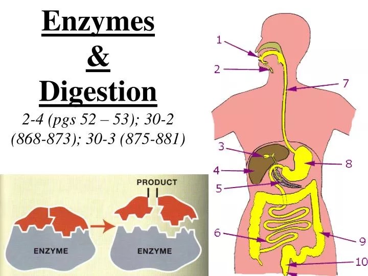 PPT Enzymes & Digestion 24 (pgs 52 53); 302 (868873); 303 (875