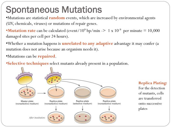 PPT Molecular Mechanisms of Mutations and DNA Repair PowerPoint Presentation ID6564083