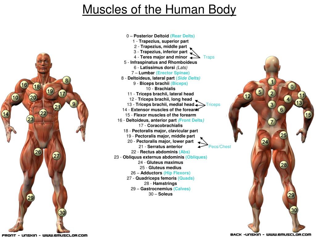 PPT Study Guide for Weight Training Final Exam PowerPoint