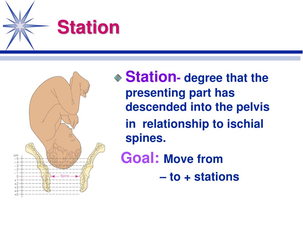 PPT Normal Labor and Delivery Physiological Adaptations Chapter 17