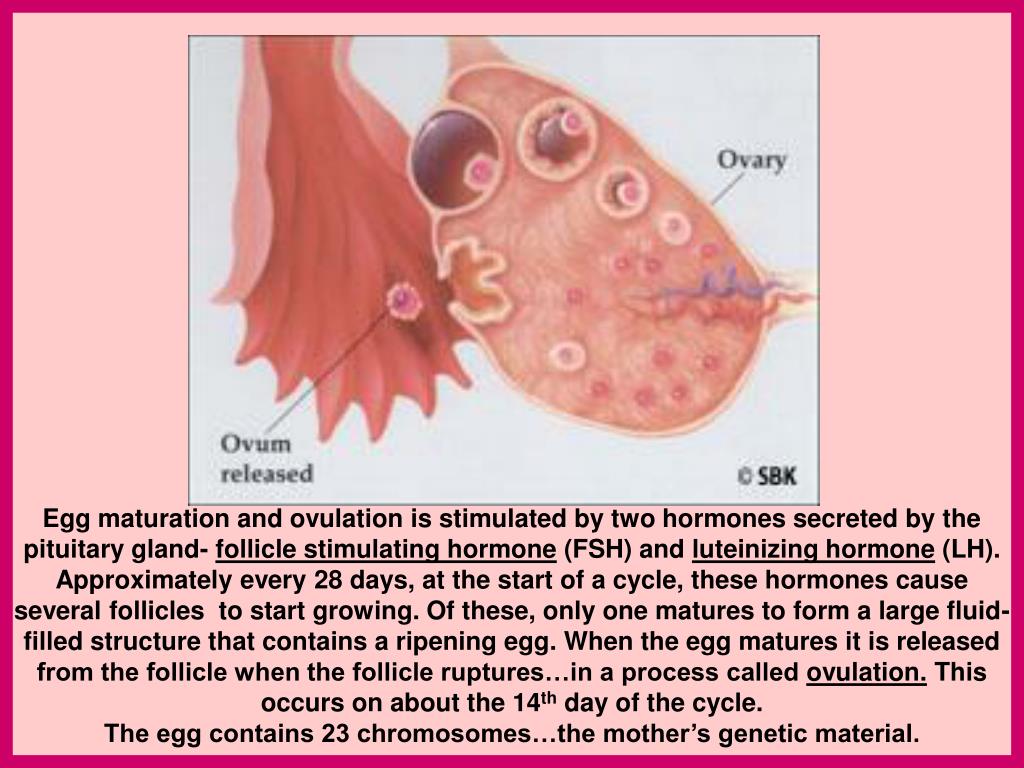 PPT PRENATAL DEVELOPMENT PowerPoint Presentation, free download ID