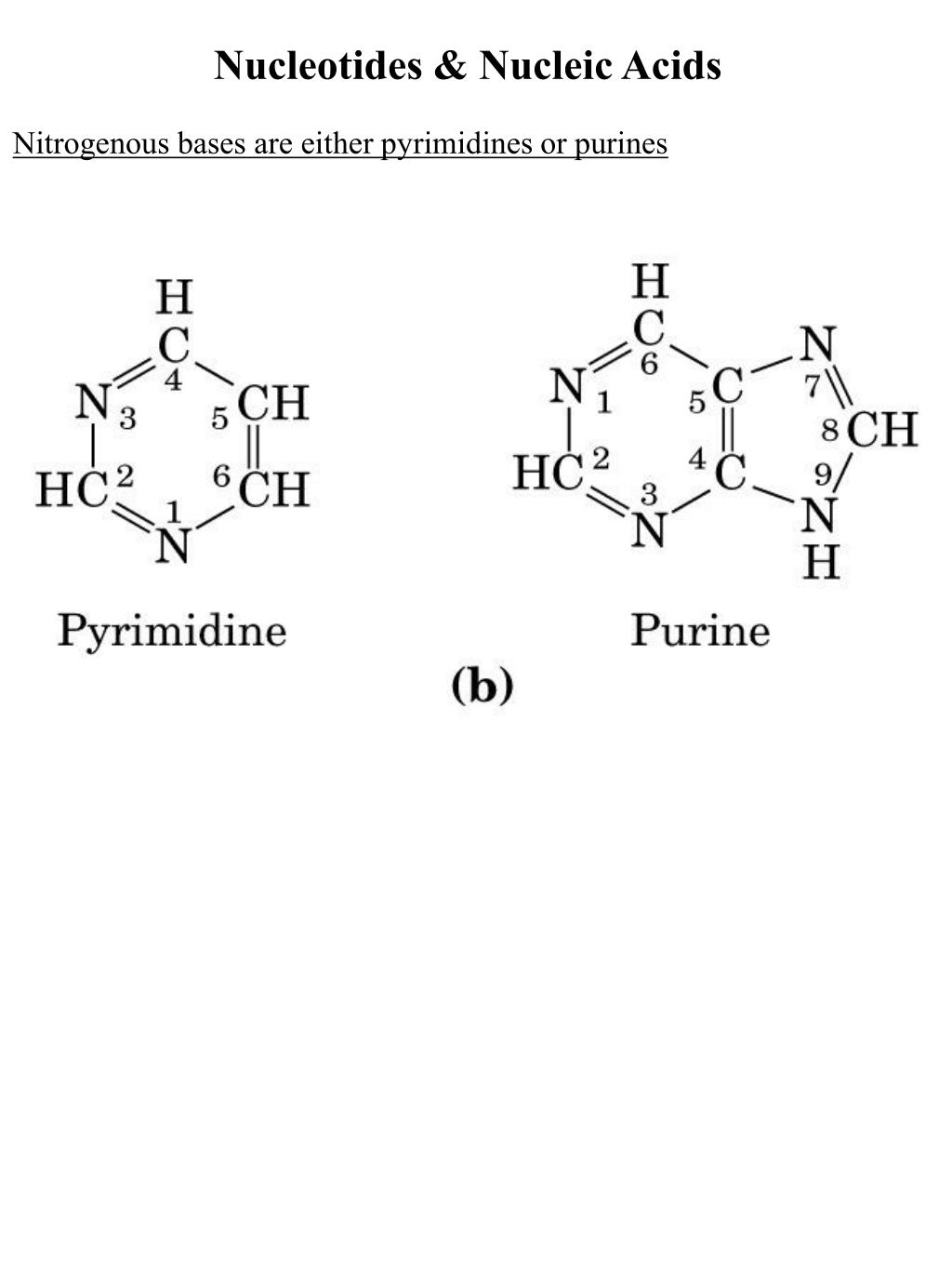 PPT Nucleosides & Nucleotides PowerPoint Presentation, free download